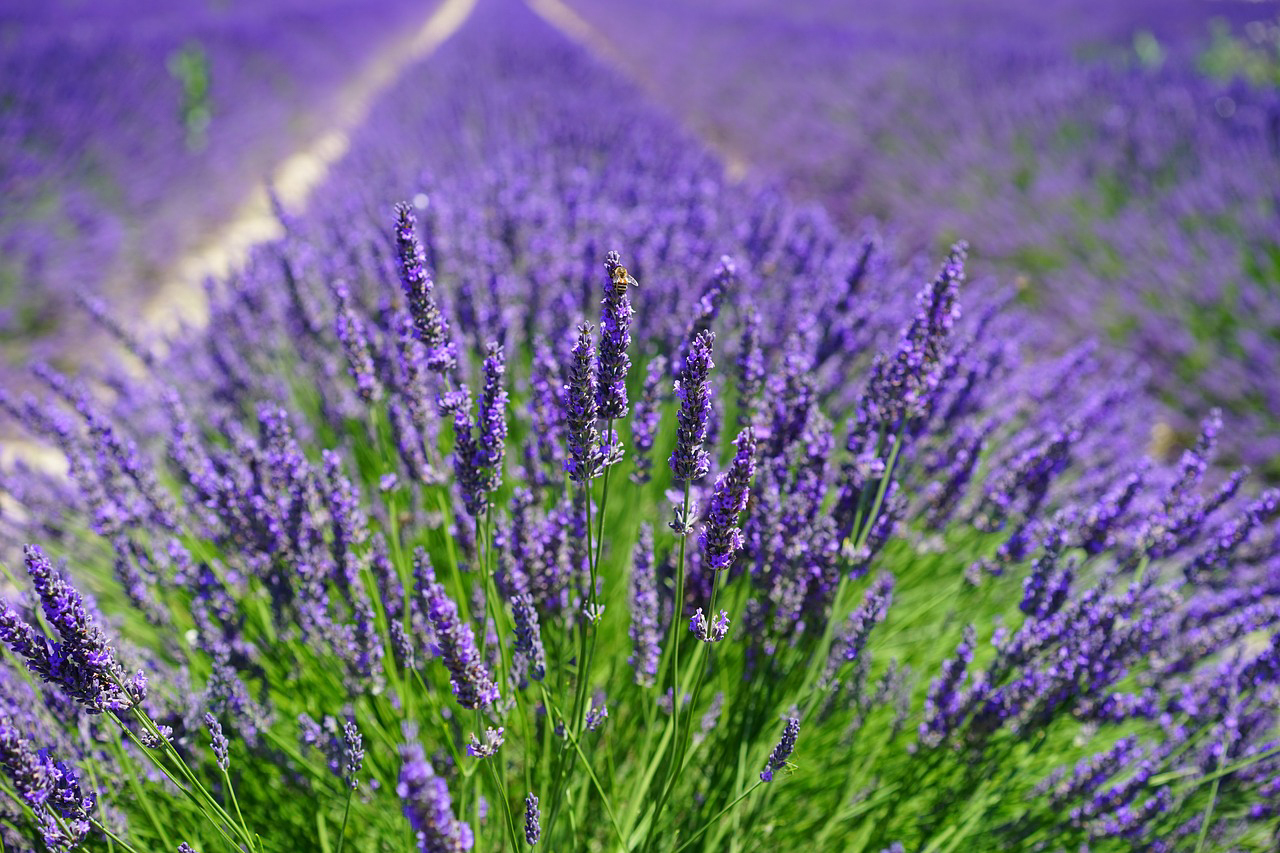 Lavendar